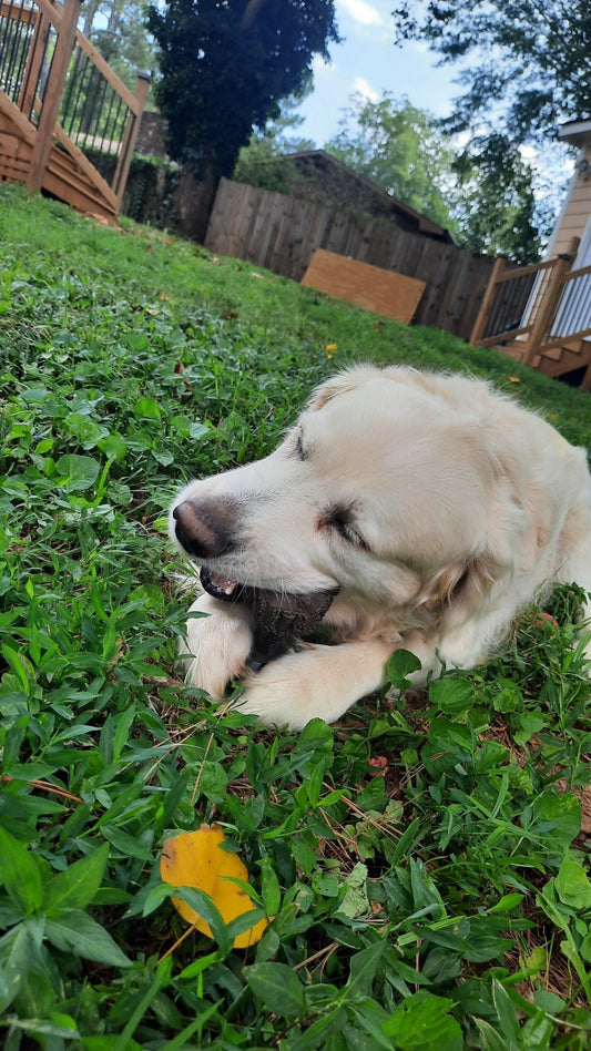 Why Do Pets Chew Through Toys So Quickly? And How Atlantic Animals Has the Solution