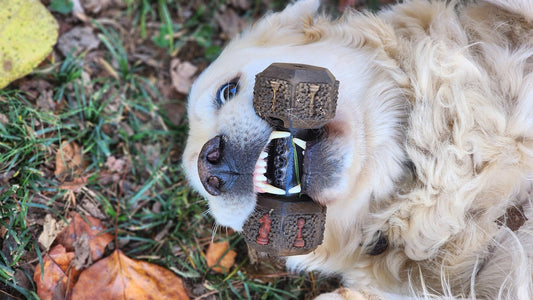 How to Bond with Your Dog: Tips for a Stronger Connection